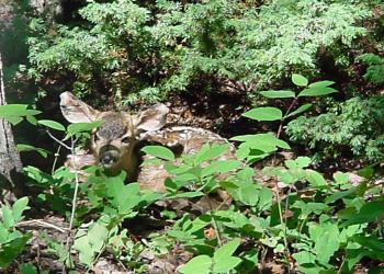 Small Deer behind vegetation