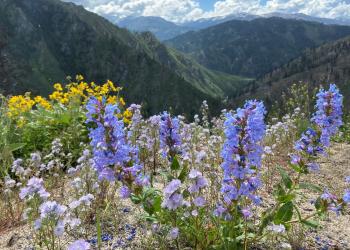 Purple and yellow wildflowers grow on the edge of a mountainside.