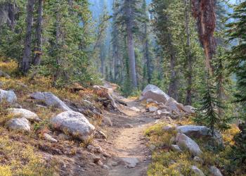 A dirt trail, with several rocks cropping out of it, winds through a forest of conifer trees. Boulder-sized rocks lay on either side of the trail.