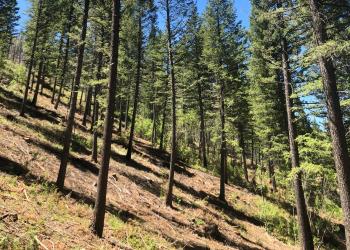 A stand of conifer trees appears spaced out at good intervals on the side of a mountain slope. Pine needles appear on the ground underneath the trees,