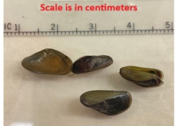 Four mussel shells about a centimeter long