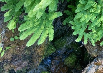 Riparian fern near a creek.