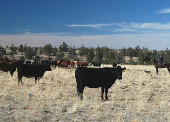 Cattle graze on the Crooked River National Grassland