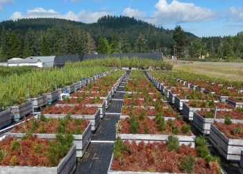 Twelve seedling families are planted per box with up to 10 seedlings/parent tree in a row. View is of bed of these boxes outdoors.