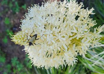 Close in on Beargrass on the Gifford Pinchot National Forest