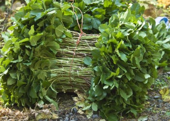 Bundle of plant cuttings tied with twine.