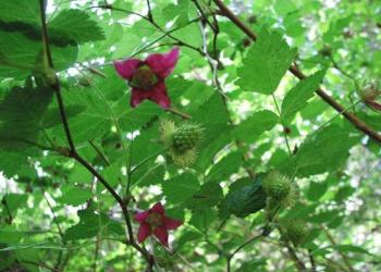 A picture of a developing salmon berry surrounded by salmon berry flowers.
