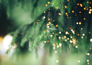 Tree branches with decorative Christmas lights