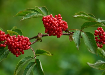 A close up of elderberry berry bunches and the leaves