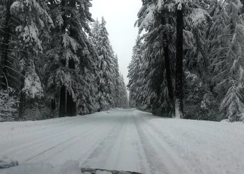 The view through the windshield of a car, driving down a snowy, tree-lined road.