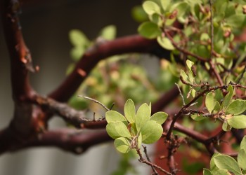 A close up photo of a manzanita branches and leaves.