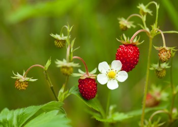 A close up picture of wild strawberries and their flowers