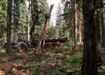 logging equipment working in Forest