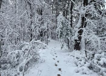 Footprints along a snow-covered trail though a wintry forest.