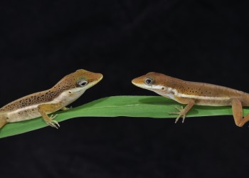 Sharp-Mouthed Lizard