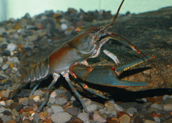 Photo of a crayfish