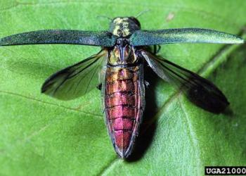 Photo of a colorful beetle