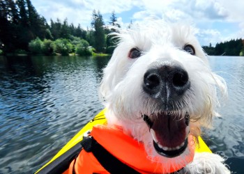 a white fluffy dog in an orange life vest