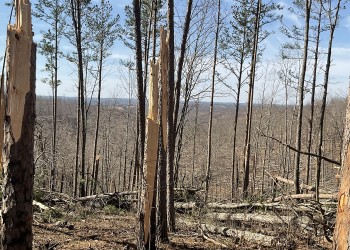 trees sheered off by a tornado