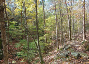 A scenic view of a wooded hillside.