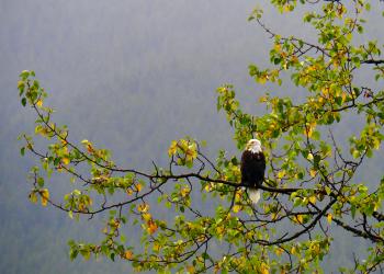 A bald eagle sits on a branch.