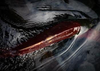 back of a fish swimming in water