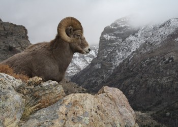 Large bighorn mountain sheep lays on rocks in the foreground, with snowy mountains in the background