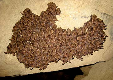 Bats roosting in a cave