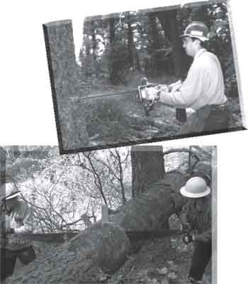 Two photos of sawyers wearing protective gear using chain saws.
