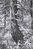 Photo of a pistol-grip tree. 