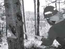 Photo of a sawyer checking which direction the tree is faced. 