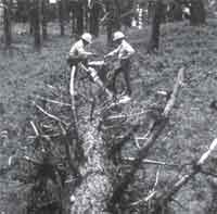 Photo of sawyers critiquing the felling operation. 