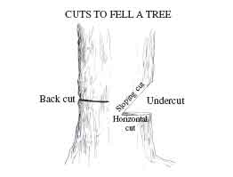 Drawing of the cuts to fell a tree. Labeled on the drawing is the Back cut, slopping cut, undercut, and horizontal cut. 