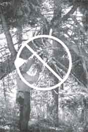 Photo showing that the sawyer shouldn't cut with the chain saw above shoulder height.