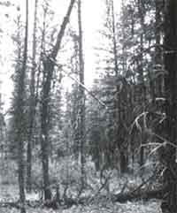Photo of hazardous trees.