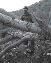 Photo showing a sawyer determing the offside of a log.