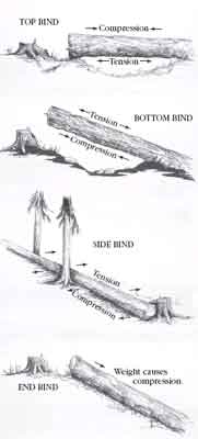 Drawing demonstrating how a log is being pulled apart by tension force and pushed together by compression force. Text included in the drawing reads, Tension and compression. 