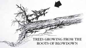 Drawing displaying trees growing from the roots of blowdown.