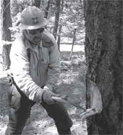Photo of a sawyer removing bark from a tree. 