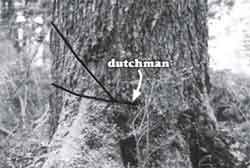 Photo of a dutchman.
