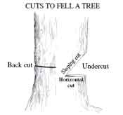 Drawing illustrating the cuts to fell a tree.  Text in the drawing reads, Back cut, sloping cut, horizontal cut, and undercut.
