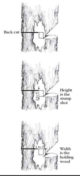 Drawing of how a rectangle helps make the sawyer make a back cut. Text in the drawing reads, Back cut, height is the stump shot, and width is the holding wood.  