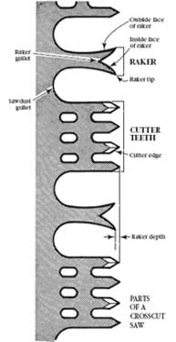 Drawing of the parts of a crosscut saw. Includes labels that read, Outside face of raker, inside face of raker, raker gullet, raker, raker tip, sawdust gullet, cutter teeth, cutter edge, raker depth, and  parts of a chainsaw. 