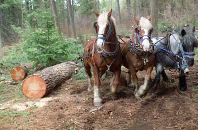 Photo of three horses that are hitched up to a large log removing it from the site.