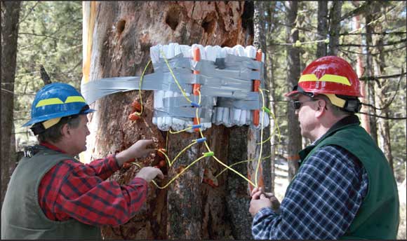 Image of two certified Forest Service blasters loading a danger tree both internally and externally with fireline explosives and emulsion.