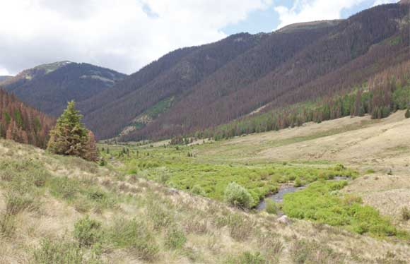 Image of a mountain pine beetle-infested landscape in the West.