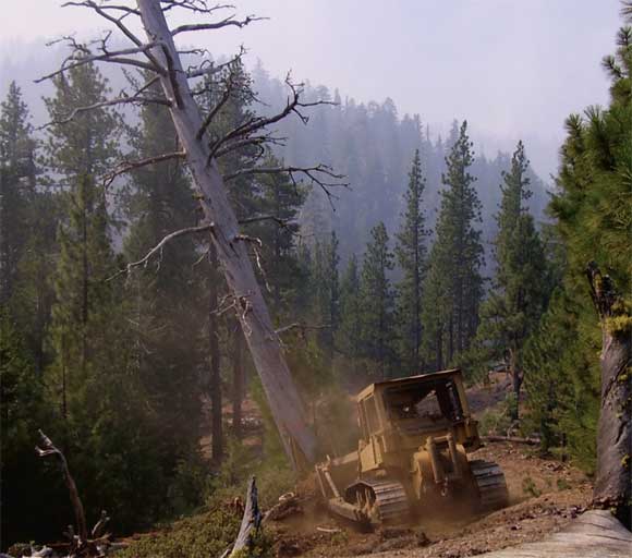 Image of a bulldozer pushing over a large danger tree.