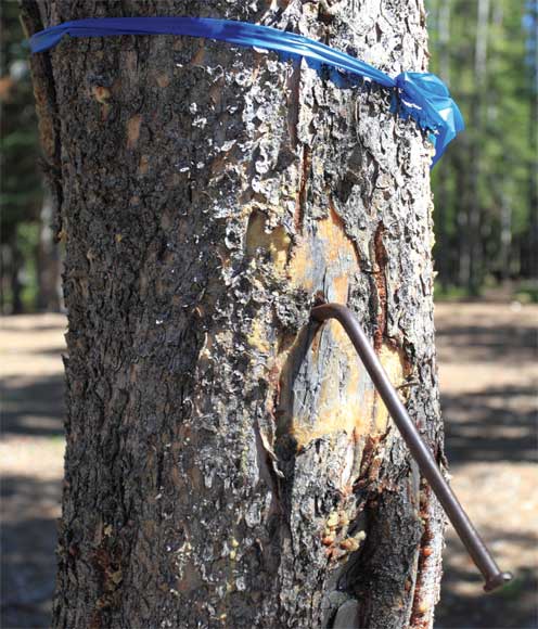 Image of a metal nail left in a tree at a campground.
