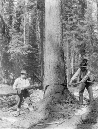 Photo of two men using a crosscut saw.