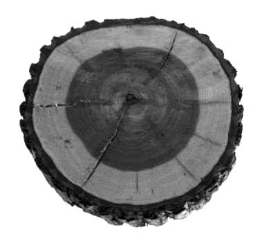 Photo of a hickory cross section.